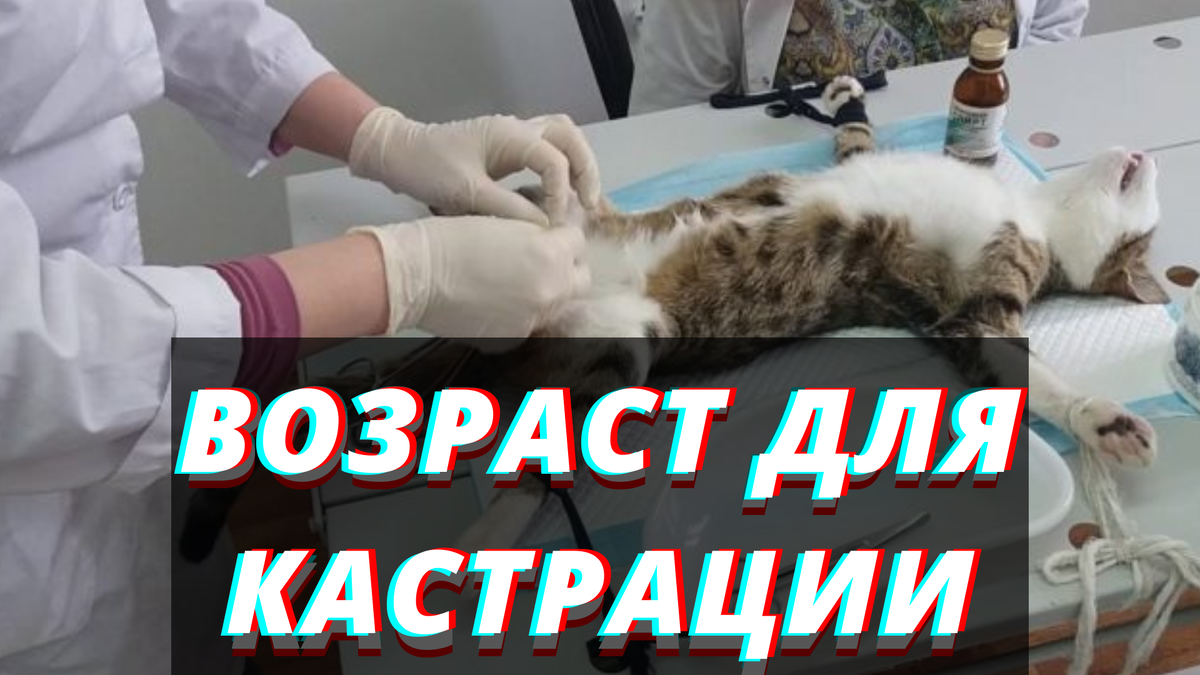 Оптимальный возраст - (0,6 месяцев -1 год)