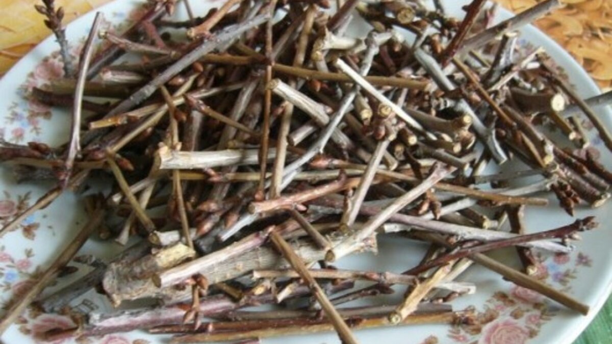 Чай из вишневых стеблей. Чай из вишневых веточек. Отвар из веток малины. Чай из веток смородины. Вишневые веточки в народной медицине от чего.