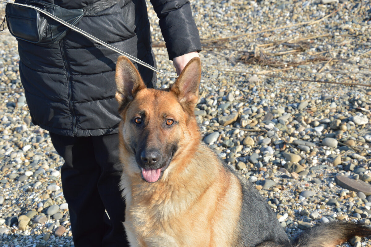 Это моя подобранная в прошлом году собака.