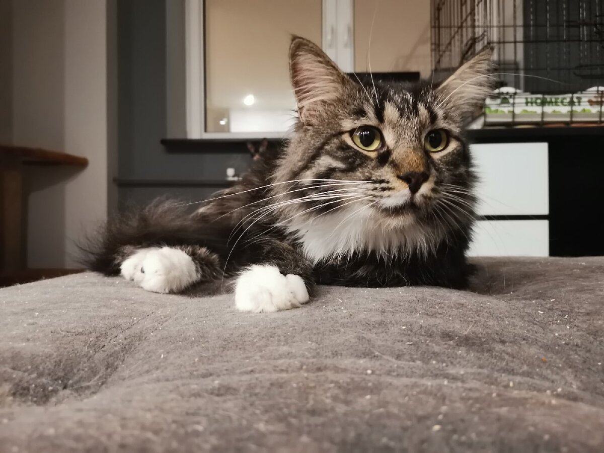 Майор Туча - красив, харизматичен и полон достоинства...