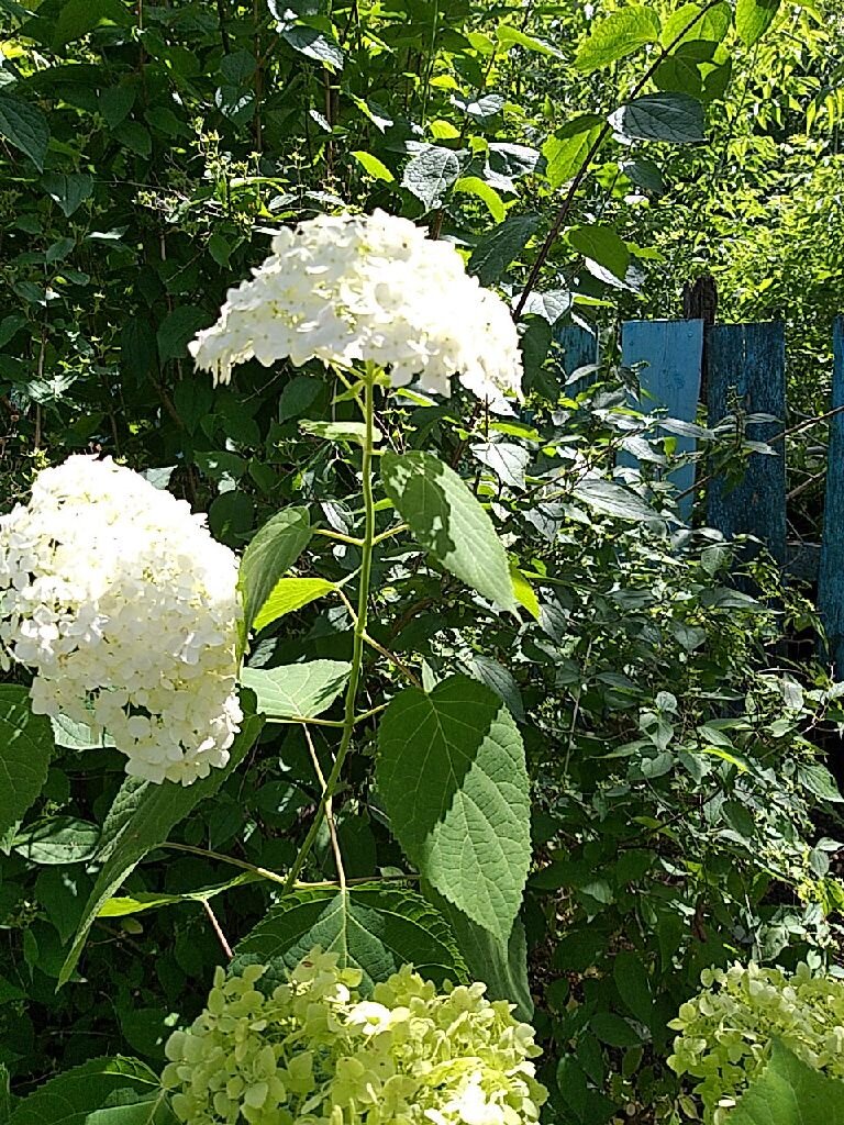 Древовидная гортензия грандифлора. Не самое удачное фото, но другого, к сожаления, нет. В этом году исправлю - буду активно фотографировать😉