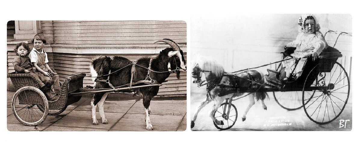 Справа - игрушечная лошадка, впряжена в повозку, но слева - настоящая коза