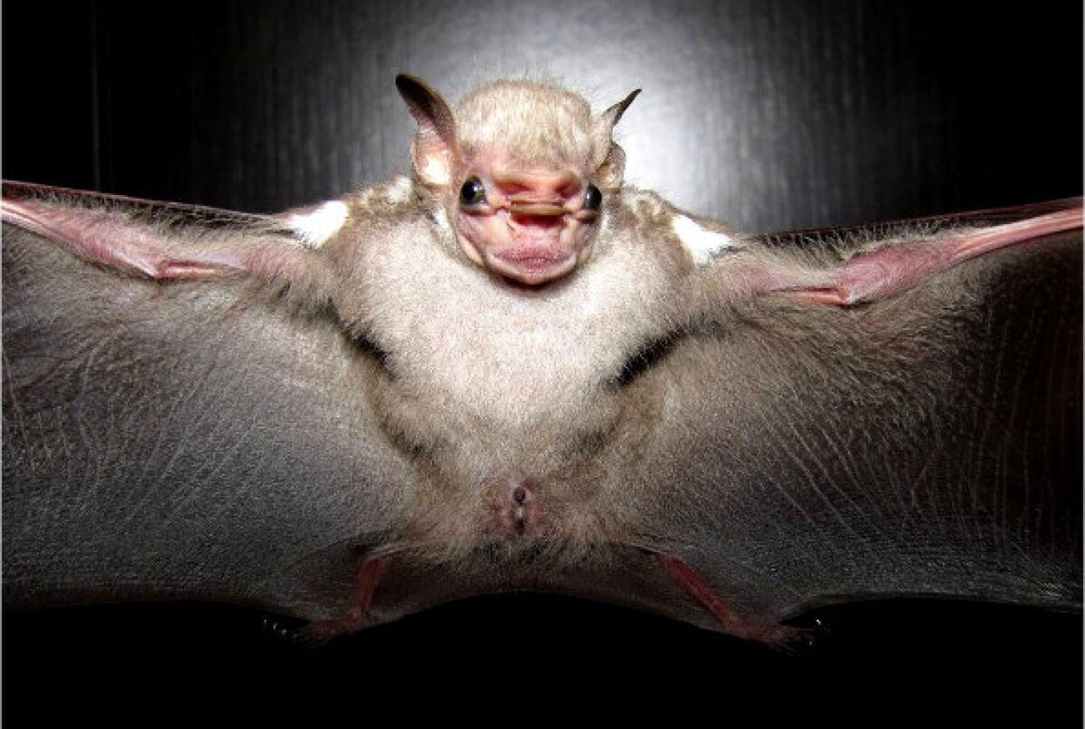 Травоядный дракула