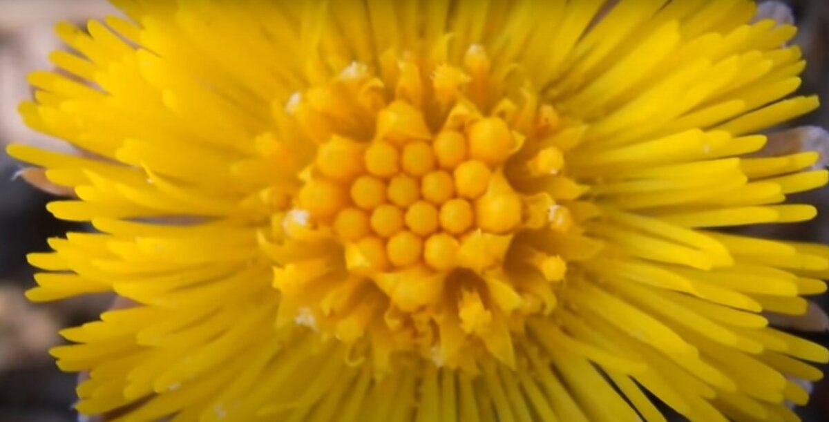 мать и мачеха.