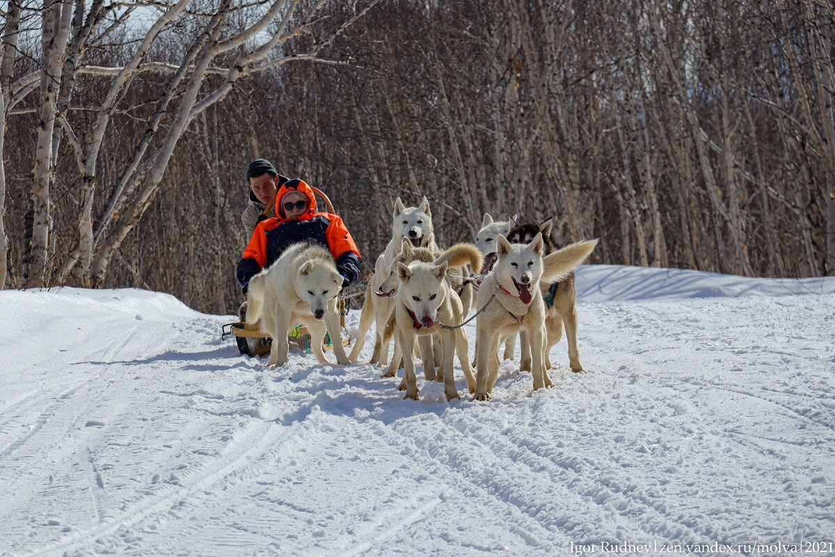 Ездовые собачки в упряжке