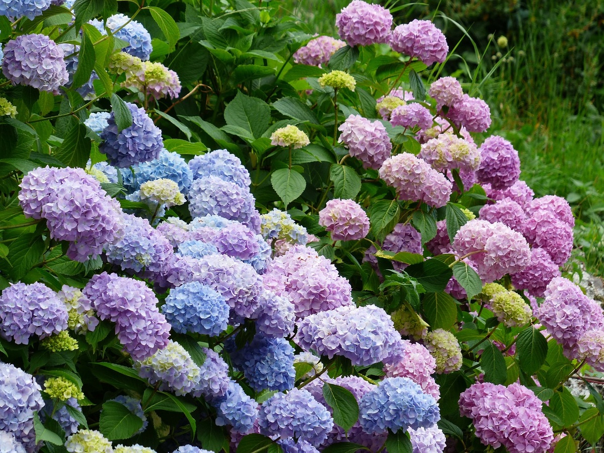 фото с сайта pixabay.com