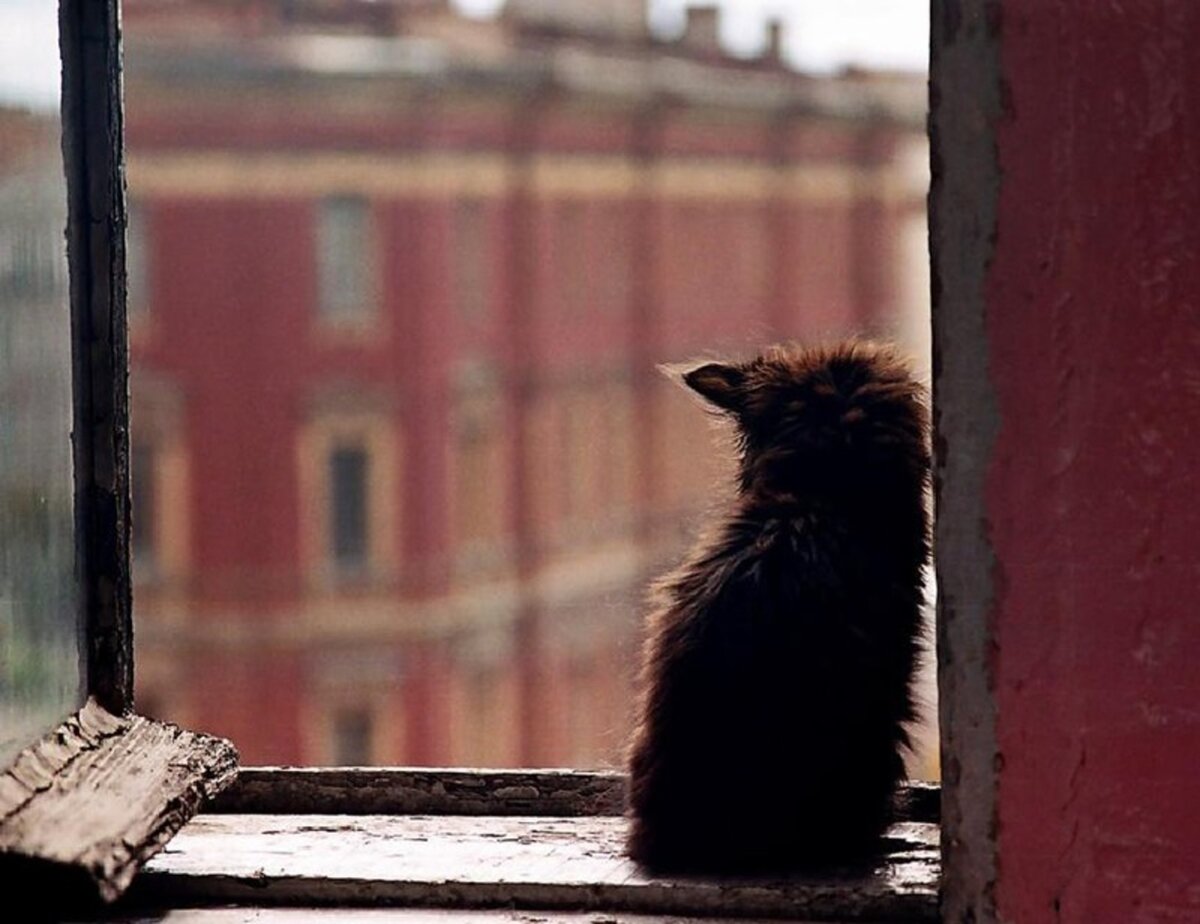 Кошачьи мечты