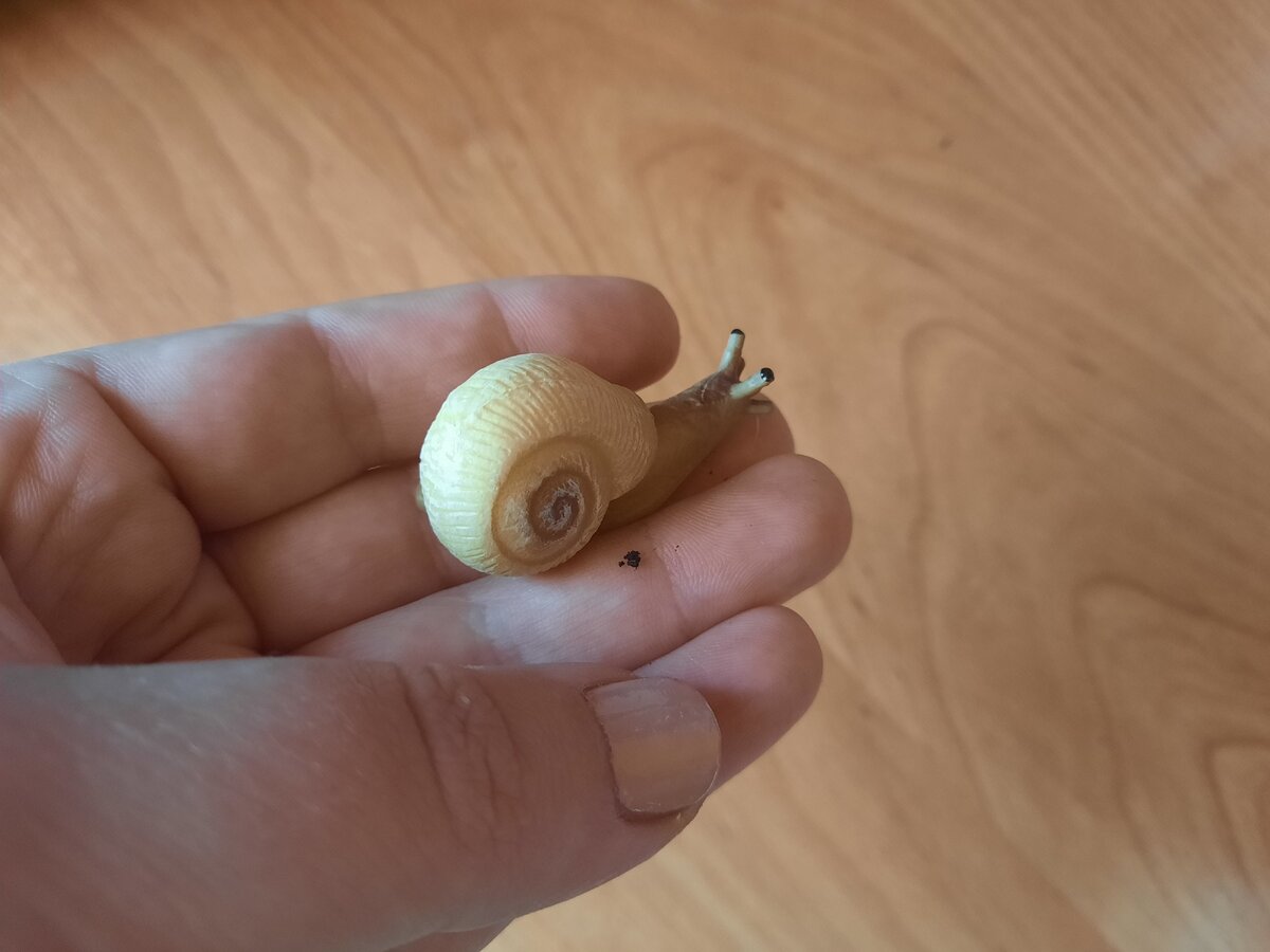 Пол у улиток