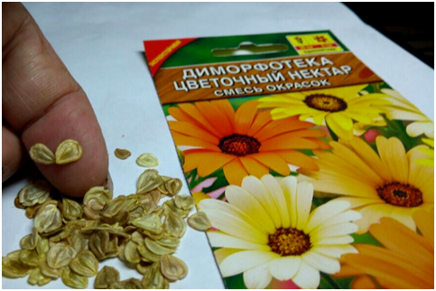 Так выглядят семена диморфотеки