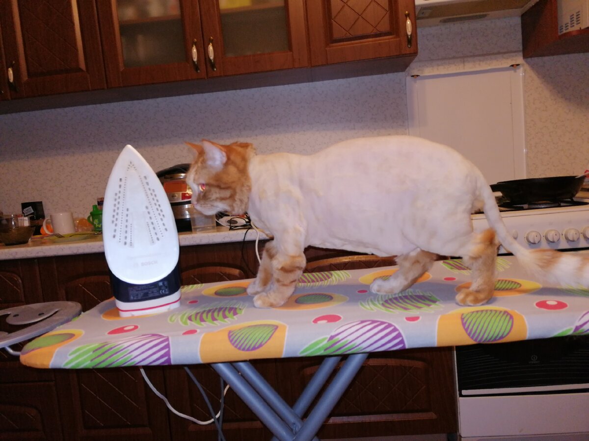 Котик хочет, чтобы его погладили