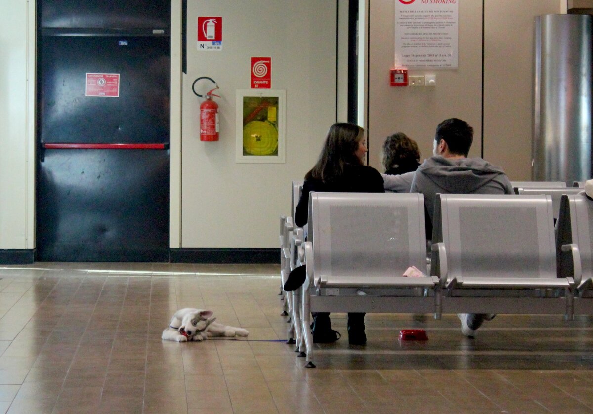 Просто милый песель в аэропорту Рима в былые времена. Фото автора