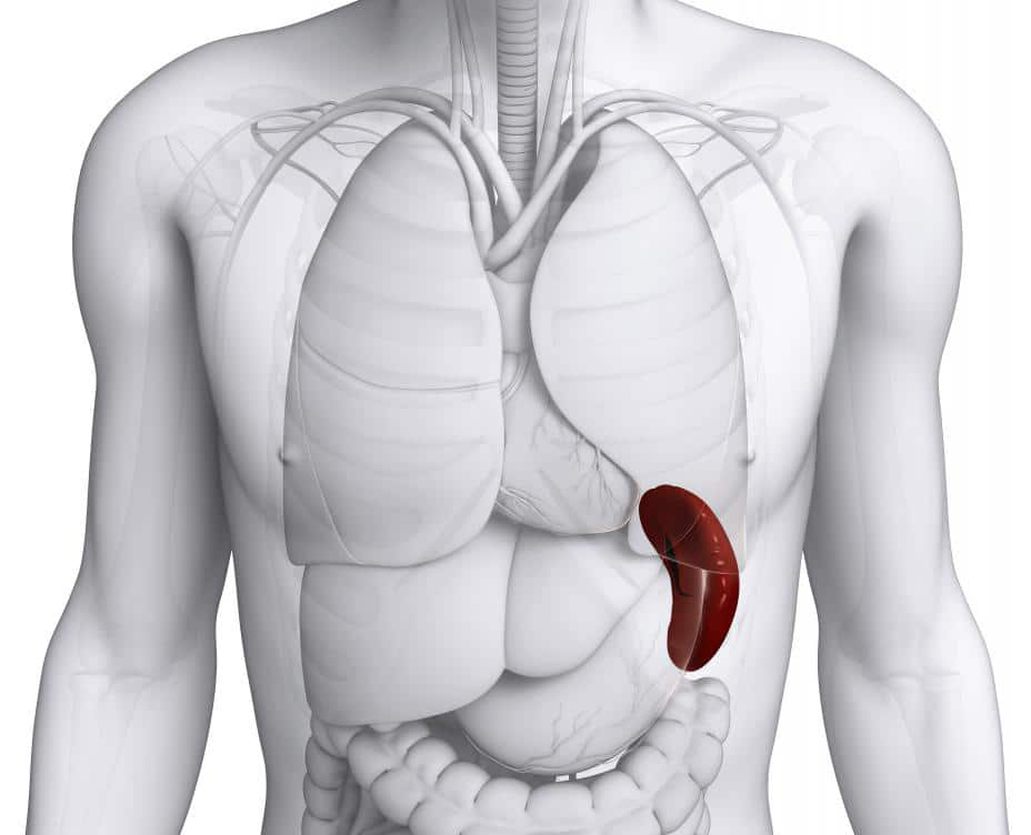 Селезенка и 5 причин для ее увеличения