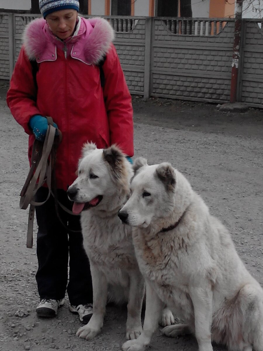 Мои девочки на выгуле с Кинологом