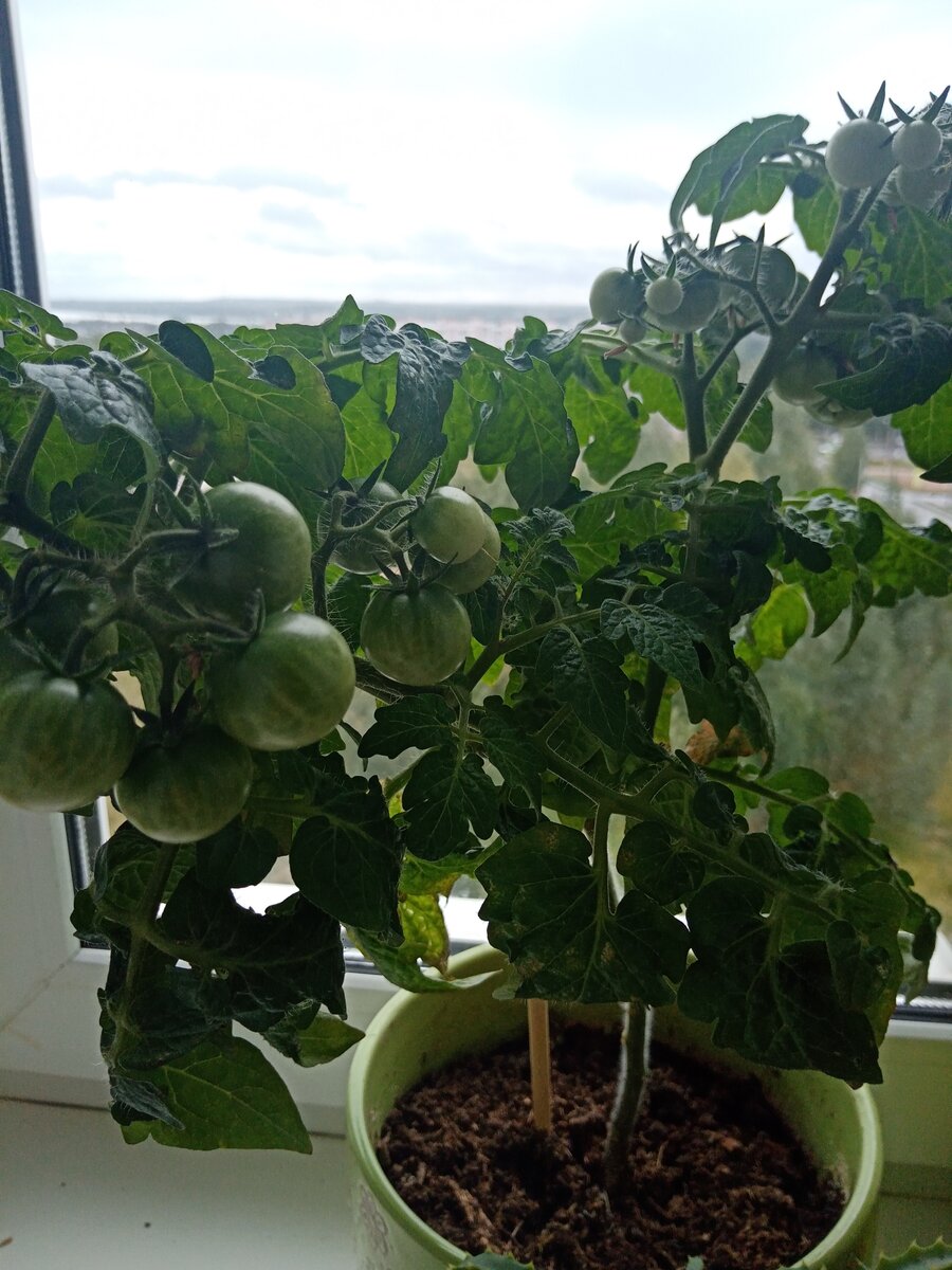 Настоящее томатное деревце