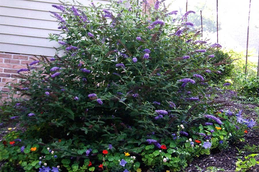 Buddleja davidii Nanho Blue