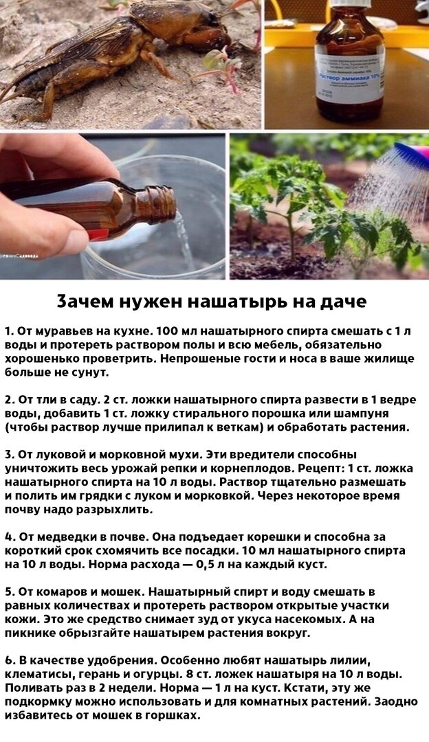 Можно ли полить лук аммиаком. Подкормки растений нашатырём. Подкормка нашатырем.