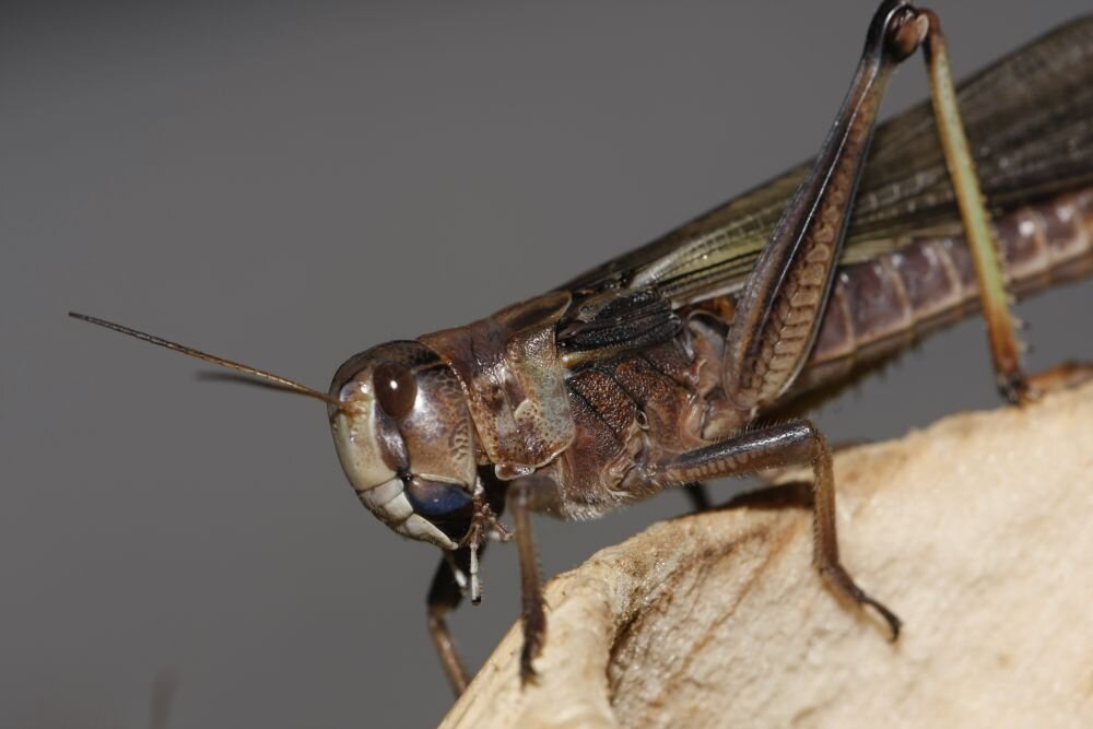 Ситуация с нашествие насекомых будет зависеть от погодных условий