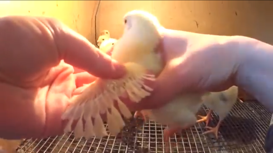 КурочКа взяла скрин из видео https://www.youtube.com/watch?v=XYrAtmkmu3U