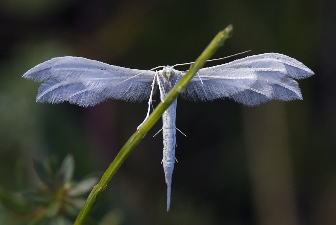 Похоже на крылья. Пальцекрылка белоснежная. Пальцекрылка Сливовая (Pterophorus pentadactyla). Пальцекрылка пятипалая. Бабочка пальцекрылка.