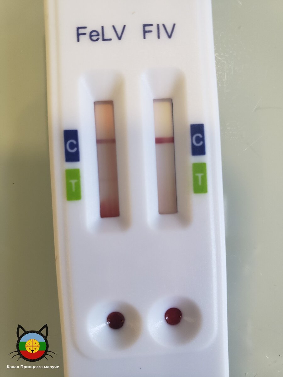 Тест, который сделали Чуге
