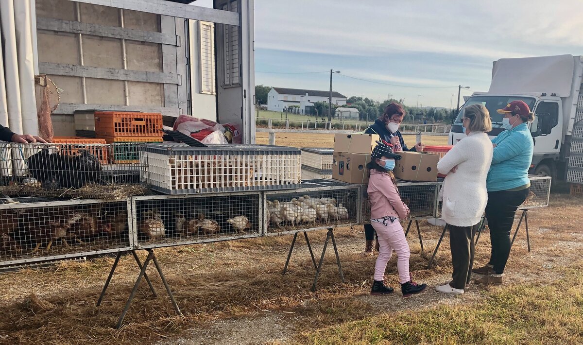 Продажа птицы с лотка от крупных инкубаторов страны