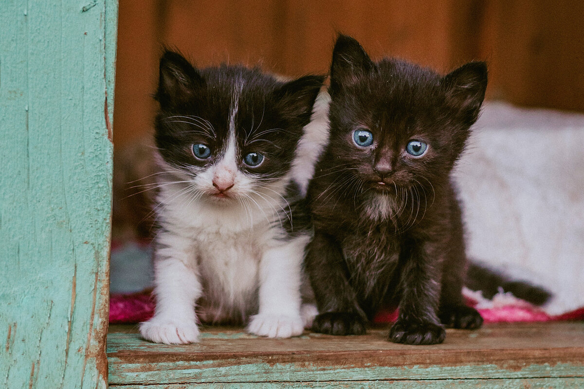  Все помнят знаменитую поговорку о тех, кого мы приручили?