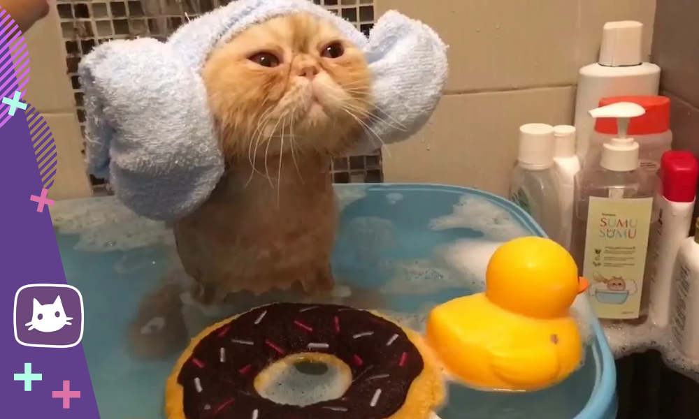 Кота моют в ванне. Кот в ванной. Кот моется. Котенок купается. Котик купается в ванной.