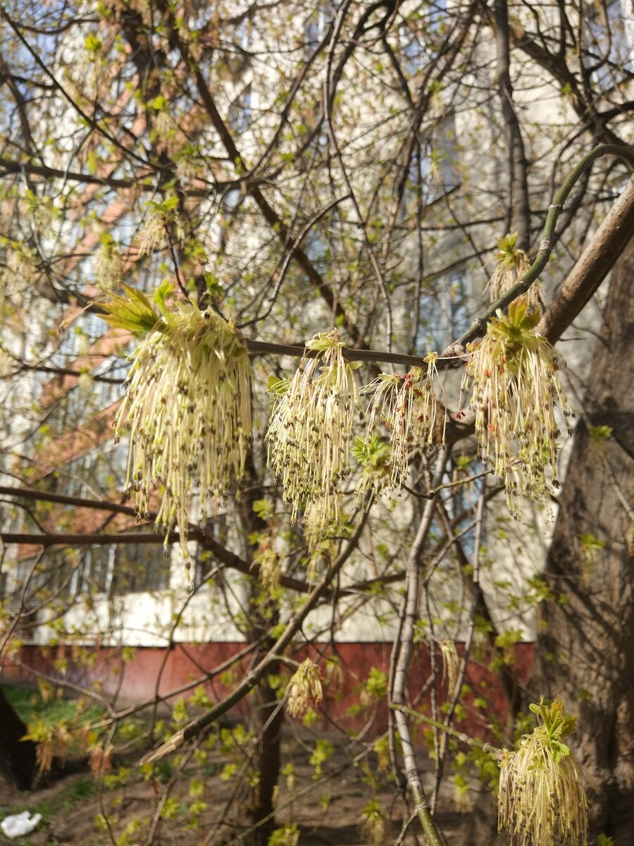 Весна. Дерево. Прогулка моя. Фото моё.