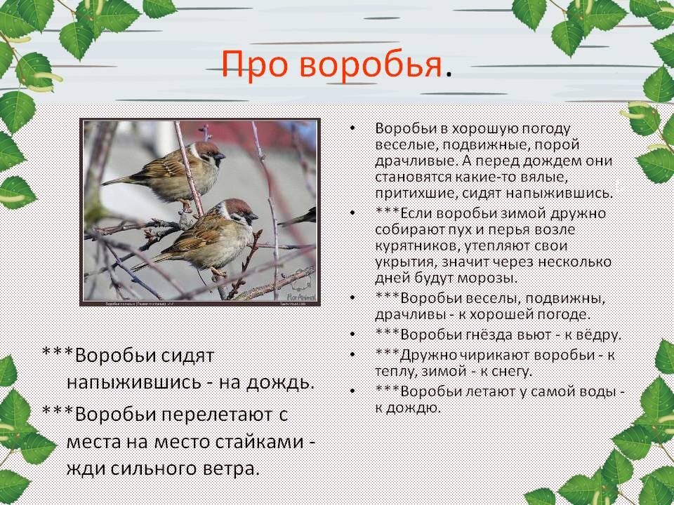 прогноз погоды | PPT