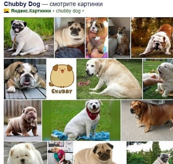 Спасибо поисковику Яндекса за примеры толстых собак.