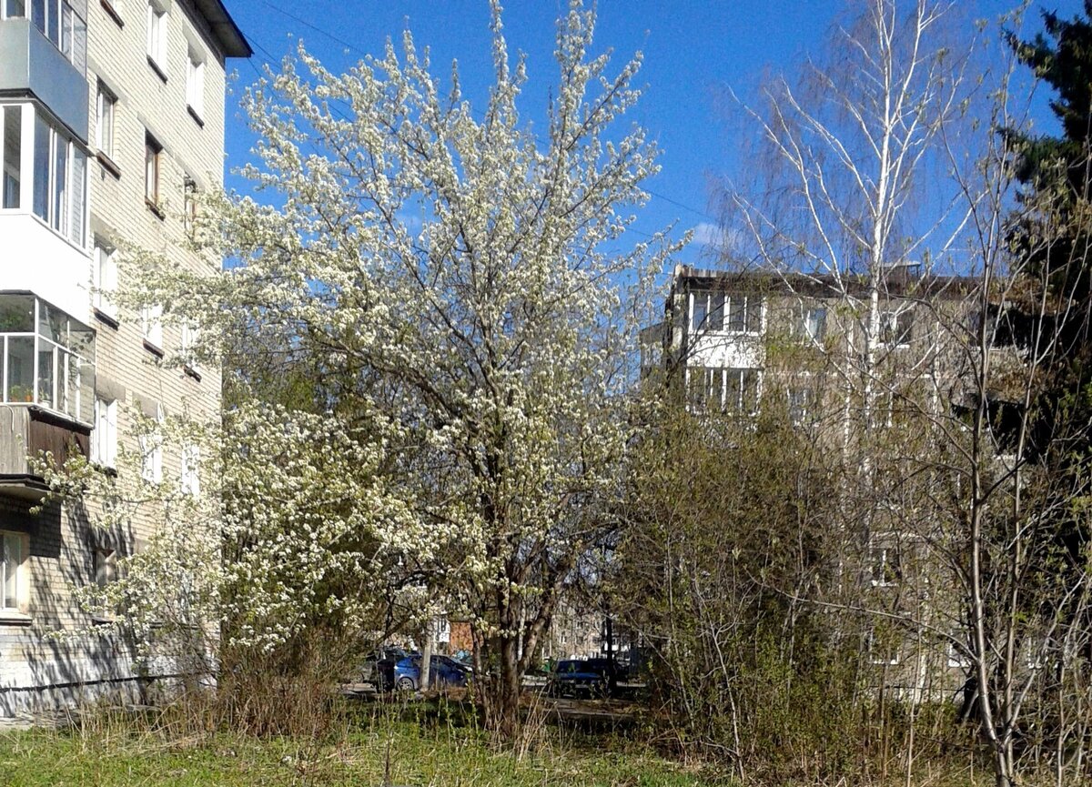 Та самая яблоня у моих окон