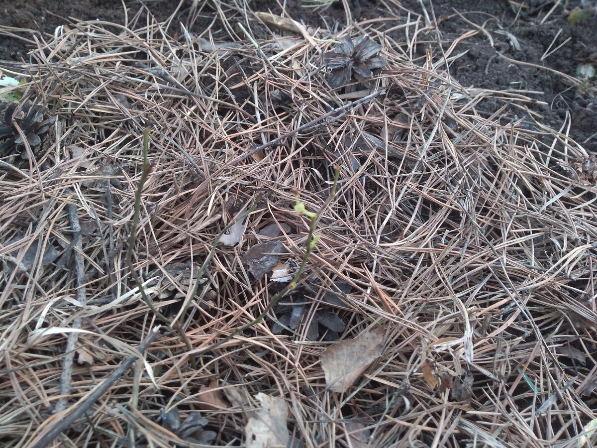 Голубика Блюголд