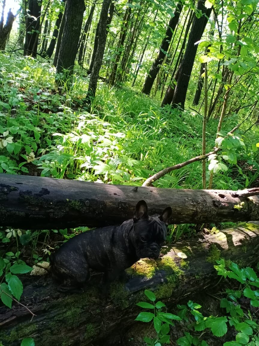 Найди бульдога