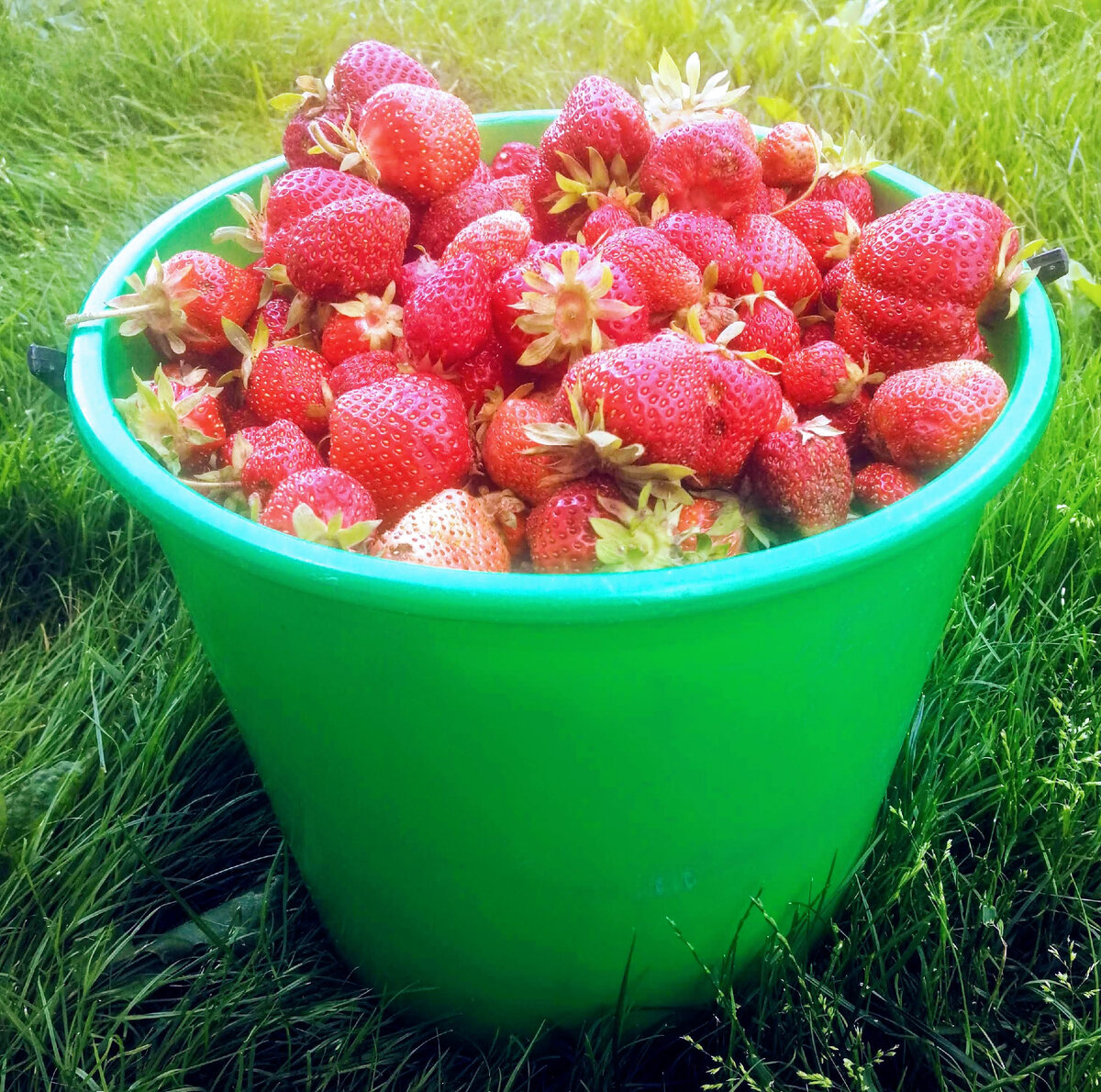 Рис.1. Урожай клубники с грядки клубники (урожай снимался не один раз)