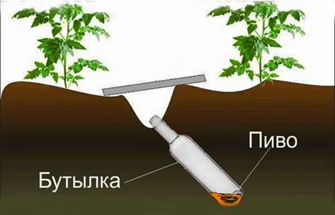 Как избавиться от медведки в огороде