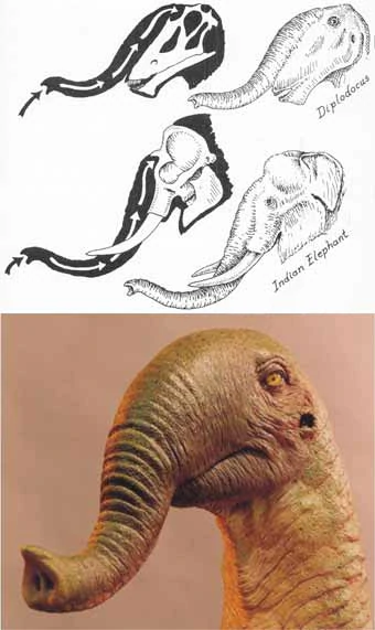 На нашем канале мы неоднократно поднимали тему длинношеих динозавров - завропод. Длинная шея, длинный хвост, огромные ноги.... а что если у этих ящеров был ещё и длинный нос? Как у слона?