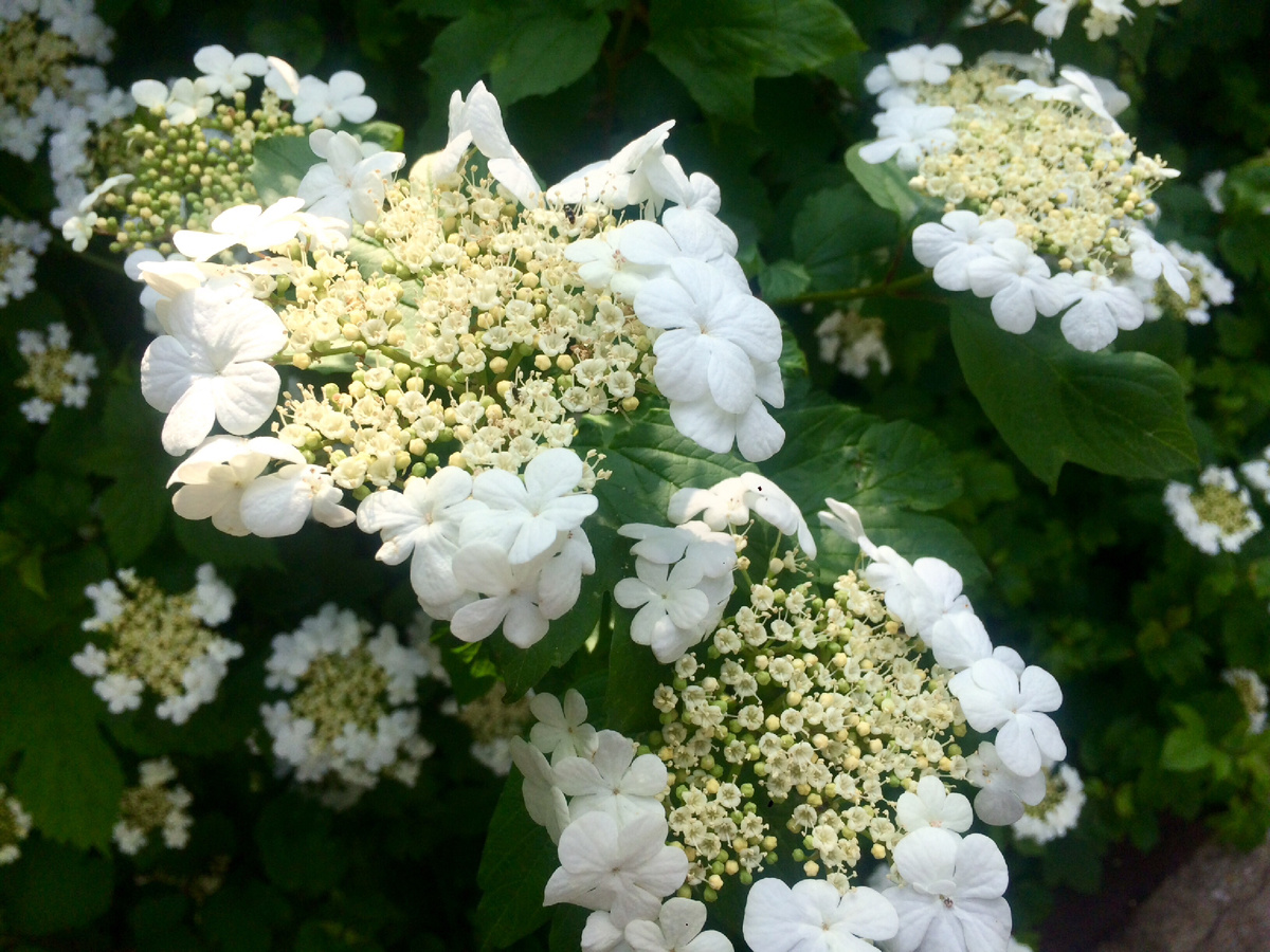 Это во дворе Валентины Михайловны калина зацвела. Красиво, правда?