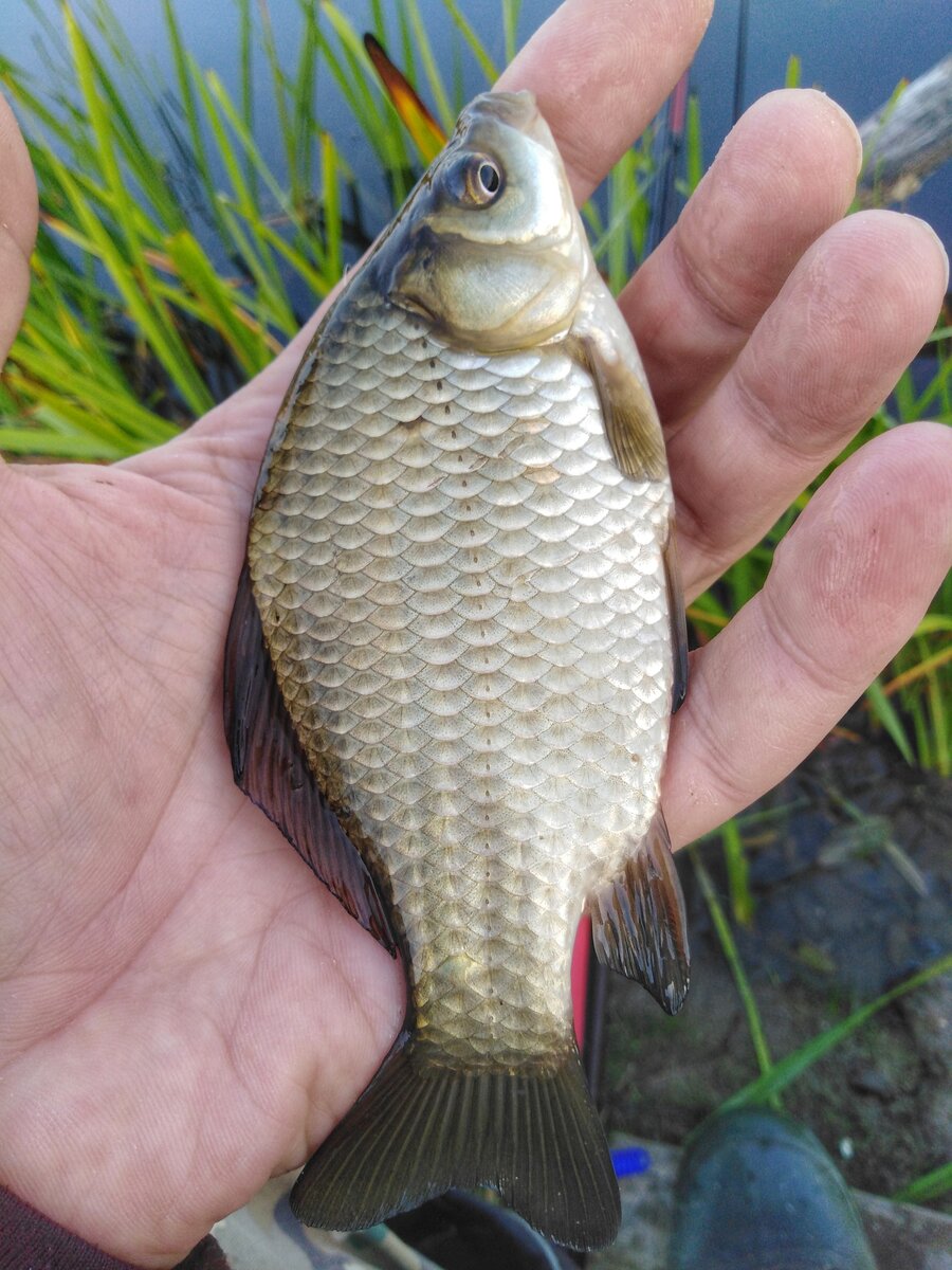 Первый маленький