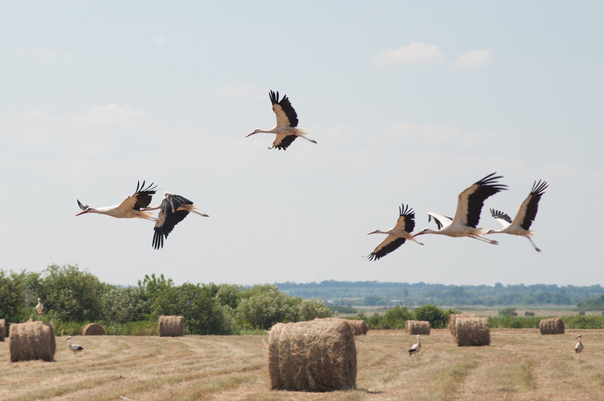 В стае 24 особи+-1, в том году было 28 особей, как говорят орнитологи, это молодые особи и те у которых нет пары, стая может увеличиваться за счет молодняка или уменьшаться, если образовалась пара.