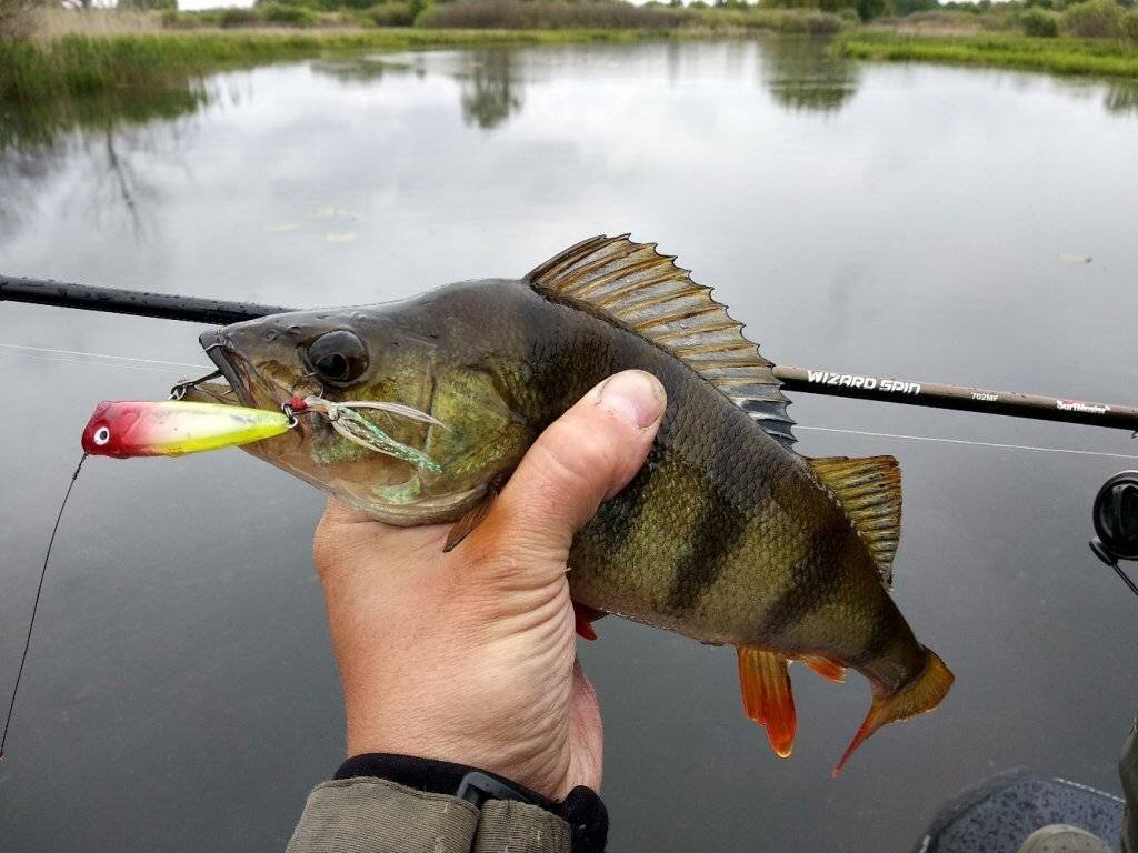 Фото с сайта: https://rybalka2.ru