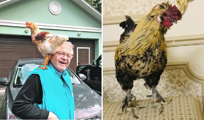 Любимый петух композитора. | Фото: souzveche.ru.