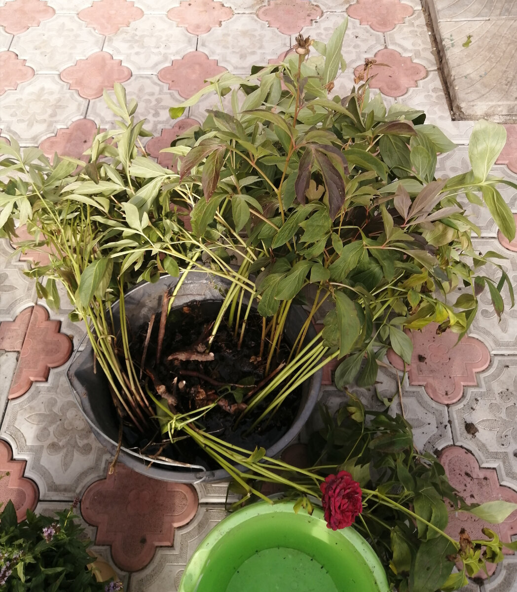 Делёнки белых пионов. Фото автора. 13.09.2021г.