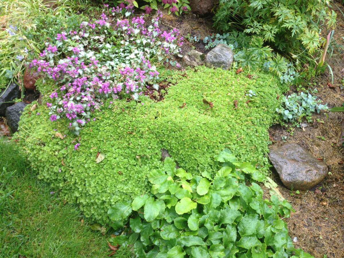 Топ 5 неприхотливых бордюрных многолетников. GINGER Дзен