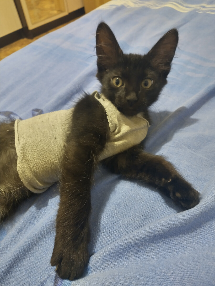 Модный Федор