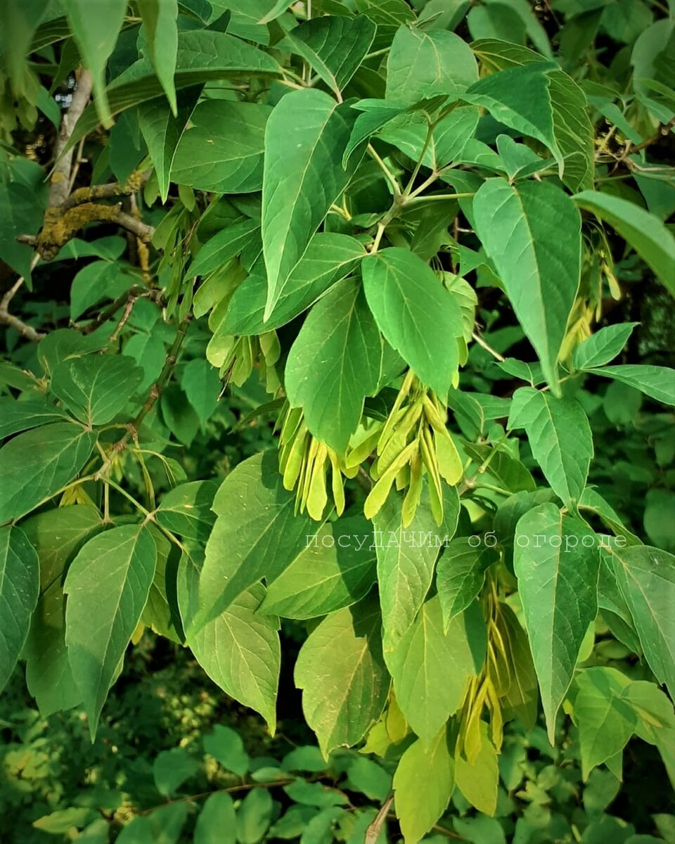 Уж сколько крови попил у меня этот клен... 