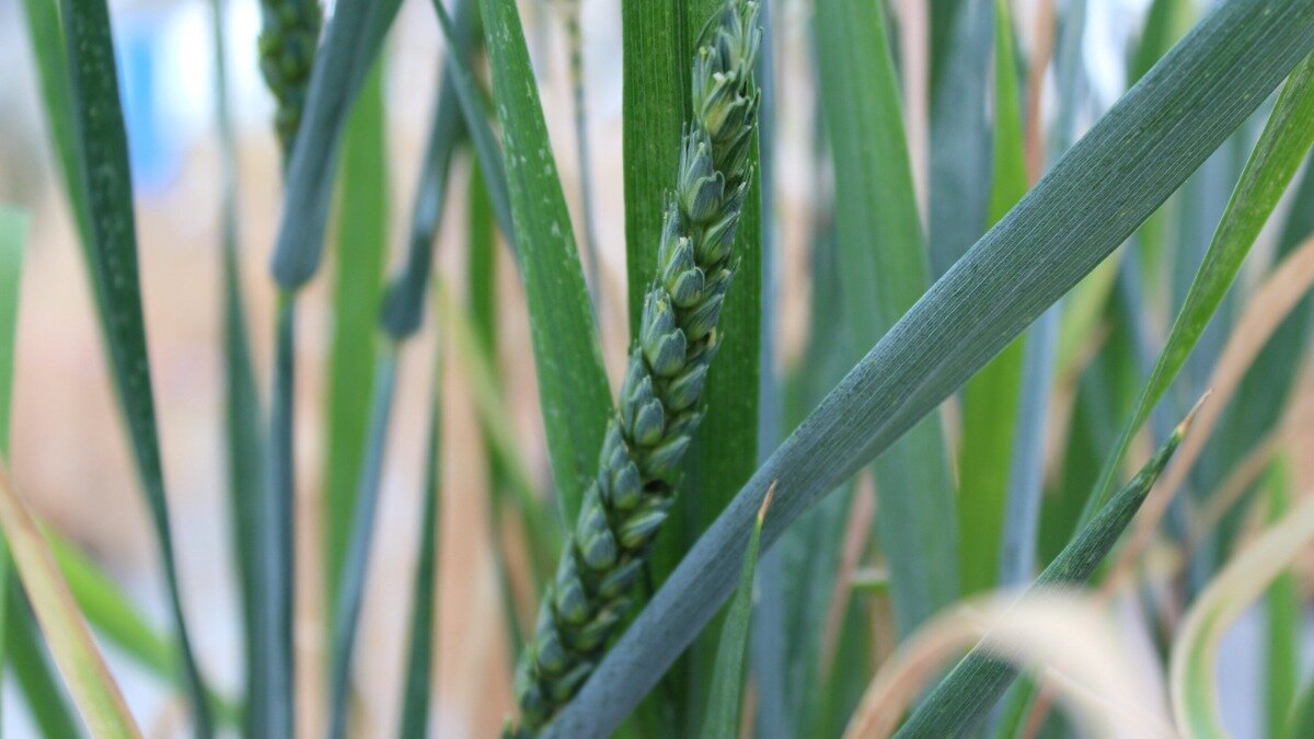 Фото:phys.org Селекционеры нашли способ выведения высокоурожайного сорта пшеницы