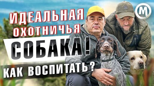 Как воспитать охотничью собаку?