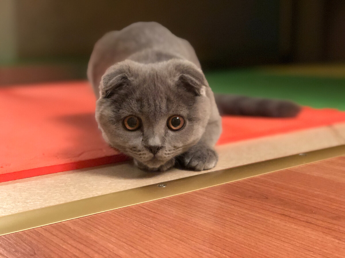 Котик на охоте