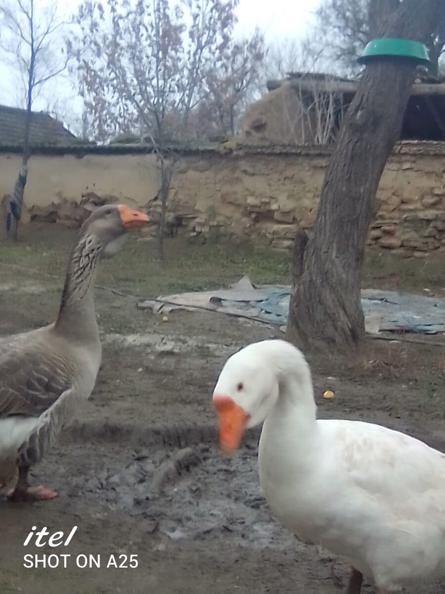 На переднем плане-жених, серая-невеста