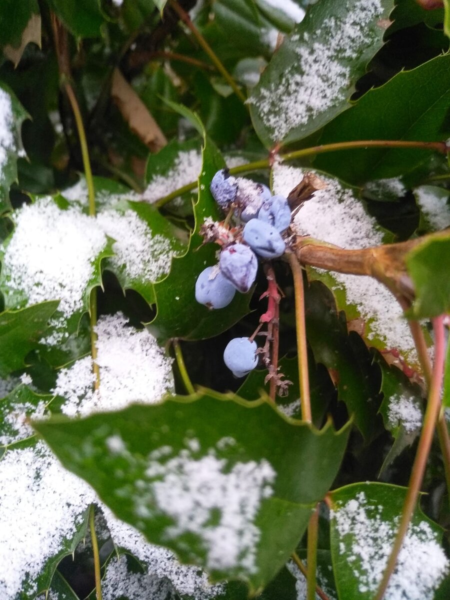 Зимняя голубика. Выпал снег, листья и ягодки голубики смотрятся особенно эффектно.